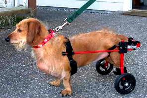 Инвалидная коляска для домашних животных.