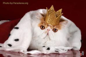 Экзотические к/ш котята