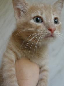 Котята ищут семью