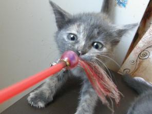 Котята ищут семью
