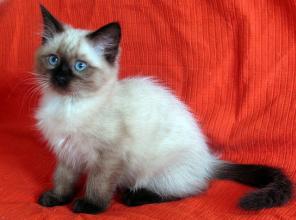 Невские маскарадные клубные котята