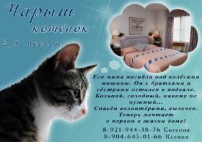 Котята ищут первый в своей жизни дом!!!