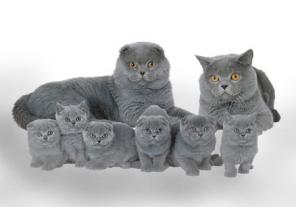 Продажа питомника британских и вислоухих кошек и котов