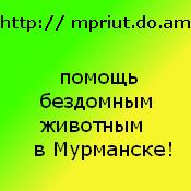 Сайт помощи бездомным животным в Мурманске