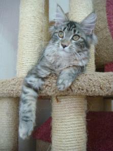 Мейн кун котенок
