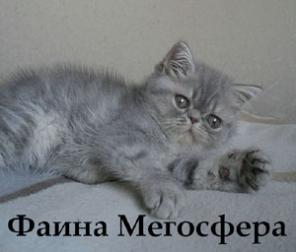 Экзотическая кошечка
