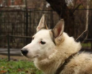 Отдается в добрые руки западно-сибирская лайка.