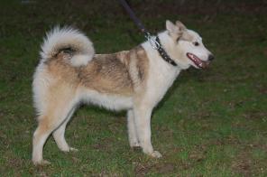 Отдается в добрые руки западно-сибирская лайка.