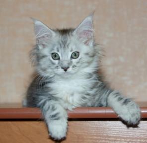 Котята Мейн-кун - очень красивые, воспитанные, здоровые! Цена вменяемая.