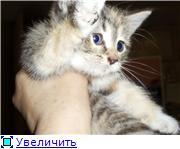 Кошечка трехцветочка 1.5 месяца,полупушистая.В добрые руки!