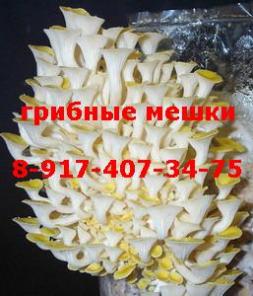 Мешки для грибов