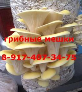 Мешки для грибов