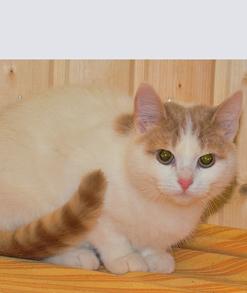 В дар красивого и умненького кота.