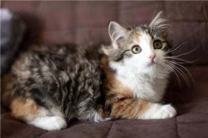 Сказочные котята в самые ответственные ручки