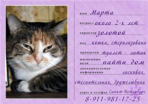 Кошка-трёхцветка ищет дом