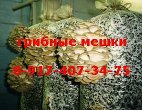Выращивание грибов