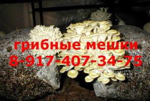 Выращивание грибов