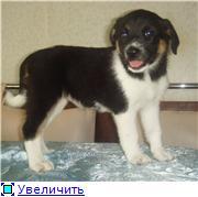 Милые щенки