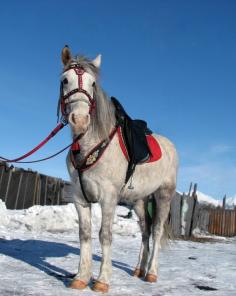 Конская упряжь,седла,ошейники для быков от производителя