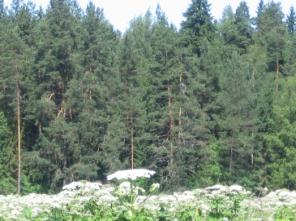 ������ ��� 80 ��.� - ���������� ����� ��� ������ � ���������