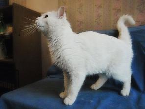 Луноликая Селина, белоснежная кошка, сотканная из ласки ищет дом.