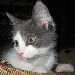 В дар котенок мальчик, 3 мес.