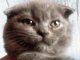 Шотландские вислоухие прямоухие котята