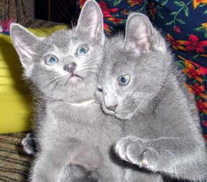 Котята русской голубой кошки.