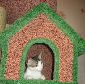 Ласковый котенок Белый в дар