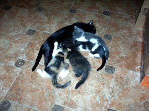 Котят отдаю даром, замечательные