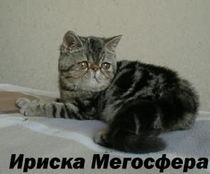 Экзотическая кошечка мраморного окраса