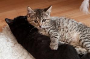Подарите котенкам-малышкам свою любовь и доброту