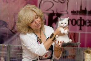 шотландский к/ш котик
