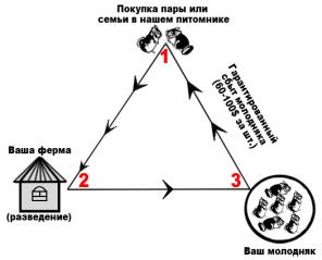 Племенные шиншиллы для дом. содержания и разведения (готовый бизнес)