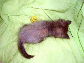 Кошечка Микки (2,5 мес.)
