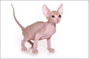 Продажа котят Канадских сфинксов из Питомника Cats4People c Фото