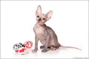 Продажа котят Канадских сфинксов из Питомника Cats4People c Фото