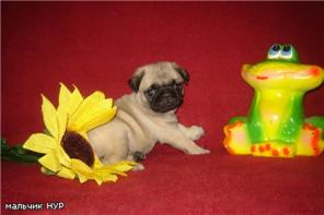 ������������ ������� �����