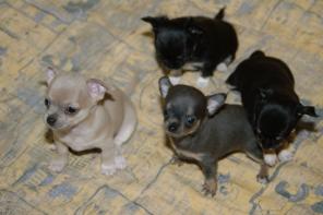 ������ ������ ������ �����-���.