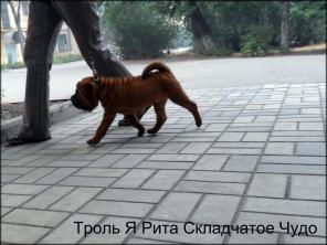 Продаю щенков Шарпея