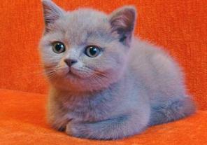 Британский котенок (мальчик) 2,5 мес.