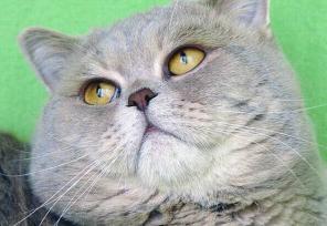 Британский кот приглашает на вязку
