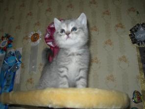 Чистокровные британские плюшевые котята!