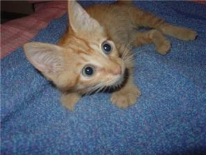 Рыжий котенок Марсель, 2 мес. в дар