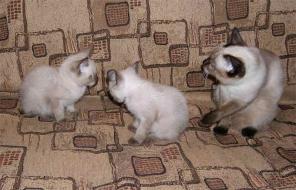 котята меконгского бобтейла шоу-класса