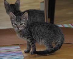3-х месячный котенок Ушастик в добрые руки.