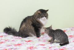 3-х месячный котенок Ушастик в добрые руки.