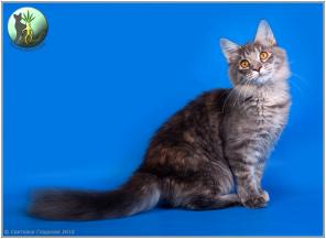 ЭЛИТНЫЕ КОТЯТА