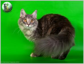 ЭЛИТНЫЕ КОТЯТА