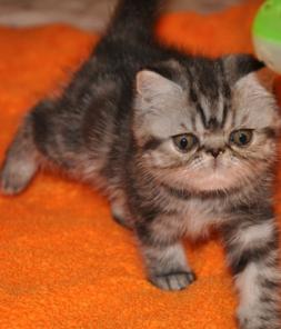 ��������� ������������ ��� ���������� �� ������� ������